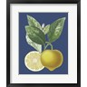 A. Risso - French Lemon on Navy II (R1018699-AEAEAGOFDM)