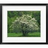 Charles Gurche / Danita Delimont - Flowering Dogwood, Blue Ridge Parkway, Virginia (R1024116-AEAEAGOFDM)