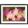 Adam Jones / Danita Delimont - Orchids, Selby Gardens, Sarasota, Florida (R1024127-AEAEAGOFDM)