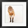 Aledanda - Red Fox I (R1024602-AEAEAGOEDM)