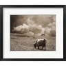 Brooke T. Ryan - Scottish Highland Cattle No. 1 (R1024957-AEAEAGOFDM)