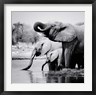 Nina Papiorek - Namibia Elephants (R1029226-AEAEAGOFDM)