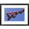 Panoramic Images - Flowering Tree Branch, Blue Sky, North Carolina (R1029348-AEAEAGOFDM)