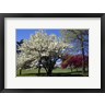 Panoramic Images - Pin Cherry Tree Blooming, New York (R1029350-AEAEAGOFDM)
