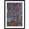 Michel Hersen / Danita Delimont - Magnolia Blossoms, Oregon Garden, Silverton, Oregon (R1029366-AEAEAGOFDM)