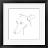 Emma Scarvey - Greyhound Pencil Portrait I (R1033355-AEAEAGOEDM)