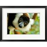 Ellen Goff / Danita Delimont - Madagascar, Lake Ampitabe, Headshot Of The Showy Black-And-White Ruffed Lemur (R1035334-AEAEAGOFDM)