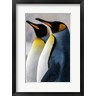 Yuri Choufour / DanitaDelimont - South Georgia Island, St Andrews Bay King Penguins (R1035340-AEAEAGOFDM)