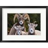Yuri Choufour / DanitaDelimont - Alberta, Jasper Bighorn Sheep Ram With Juveniles (R1035365-AEAEAGOFDM)