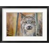 Yuri Choufour / DanitaDelimont - Yukon, Whitehorse, Captive Canada Lynx Portrait (R1035375-AEAEAGOFDM)