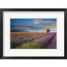 Jaynes Gallery / Danita Delimont - France, Provence, Valensole Plateau Lavender Rows And Farmhouse (R1035382-AEAEAGOFDM)