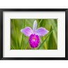 Jaynes Gallery / Danita Delimont - Costa Rica, Sarapique River Valley Earth Orchid Blossom Close-Up (R1035464-AEAEAGOFDM)