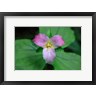 Mallorie Ostrowitz / DanitaDelimont - Trillium Perennial Flowering Plant (R1035496-AEAEAGOFDM)