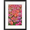 Darrell Gulin / Danita Delimont - Tulips In Planters, Formal Garden, Mt, Hockessin, Delaware (R1035918-AEAEAGOFDM)