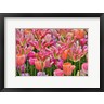 Darrell Gulin / Danita Delimont - Tulips In Planters, Formal Garden, Mt, Cuba Center, Hockessin, Delaware (R1035919-AEAEAGOFDM)
