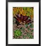 Darrell Gulin / Danita Delimont - Bromeliad Planting On Hillside, Upcountry, Maui, Hawaii (R1035960-AEAEAGOFDM)