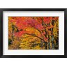 Chuck Haney / Danita Delimont - Fall Color On The Keweenaw Peninsula, Michigan (R1035987-AEAEAGOFDM)