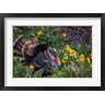 Chuck Haney / Danita Delimont - Tom Turkey In Breeding Plumage In Great Basin National Park, Nevada (R1036009-AEAEAGOFDM)