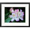 Julie Eggers / Danita Delimont - Variegated Pink And White Rhododendron In A Garden (R1036118-AEAEAGOFDM)