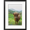 Alan Majchrowicz - Scottish Highland Cattle VI (R1037710-AEAEAGOFDM)
