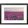 Alan Majchrowicz / DanitaDelimont - Sunrise Over The Skagit Valley Tulip Fields, Washington State (R1038416-AEAEAGOFDM)
