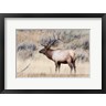 Ellen Goff / Danita Delimont - Portrait Of A Bull Elk With A Large Rack (R1038462-AEAEAGOFDM)