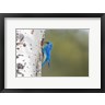 Ellen Goff / Danita Delimont - A Male Mountain Bluebird Perching At Its Nest Hole (R1038463-AEAEAGOFDM)