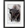 Ellen Goff / Danita Delimont - Portrait Of A Frost Covered American Bison (R1038464-AEAEAGOFDM)