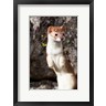 Ellen Goff / Danita Delimont - Portrait Of A Long-Tailed Weasel (R1038465-AEAEAGOFDM)