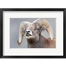Ellen Goff / Danita Delimont - Bighorn Ram Lifts Its Lip In A Flehmen (R1038466-AEAEAGOFDM)