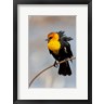Ellen Goff / Danita Delimont - Yellow-Headed Blackbird Perched On A Reed (R1038467-AEAEAGOFDM)