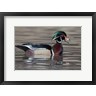 Ellen Goff / Danita Delimont - Wood Duck Drake In Breeding Plumage Floats On The River While Calling (R1038469-AEAEAGOFDM)