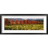 Panoramic Images - Crop In A Vineyard, Napa Valley, California (R1039108-AEAEAGOFDM)