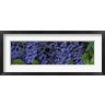 Panoramic Images - Grapes On The Vine, Napa, California (R1039116-AEAEAGOFDM)