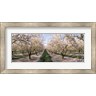 Panoramic Images - Almond Trees In An Orchard, Central Valley, California (R1039133-AEAEAGMFEY)