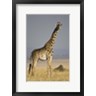 Panoramic Images - Masai Giraffe Standing In A Forest, Kenya (R1039157-AEAEAGOFDM)
