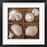 Assaf Frank - Seashells Treasures II (R1039531-AEAEAGOFDM)