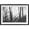 Monte Nagler - Mystical Forest & Sunbeams (R1040643-AEAEAGOFDM)