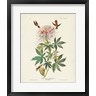 John James Audubon - Pl 379 Ruff-necked Hummingbird (R1046559-AEAEAGOFDM)