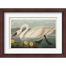 John James Audubon - Pl 411 Common American Swan (R1046571-AEAEAGLFGM)