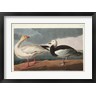John James Audubon - Pl 381 Snow Goose (R1046573-AEAEAGOFDM)