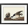 John James Audubon - Pl 391 Brant Goose (R1046576-AEAEAGOFDM)