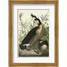John James Audubon - Pl 201 Canada Goose (R1046577-AEAEAG8FE4)