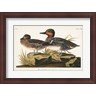 John James Audubon - Pl 228 Green-winged Teal (R1046581-AEAEAGLFGM)