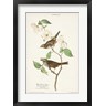 John James Audubon - Pl.8 White-throated Sparrow (R1051023-AEAEAGOFDM)