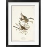 John James Audubon - Pl. 25 Song Sparrow (R1051028-AEAEAGOFDM)