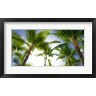 Bill Carson Photography - Oahu Palms (R1052465-AEAEAGOFDM)
