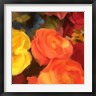 Dan Meneely - Rose Blooms (R1052877-AEAEAGOFDM)