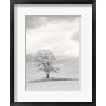 Terry Eggers / Danita Delimont - Infrared of Lone Tree in Wheat Field 1 (R1053766-AEAEAGOFDM)