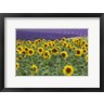 Michele Niles / DanitaDelimont - Sunflowers Blooming Near Lavender Fields During Summer (R1054014-AEAEAGOFDM)